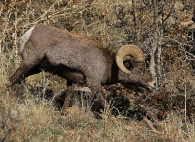 Rocky Mountain Bighorn Sheep 2018-11-27