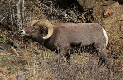 Rocky Mountain Bighorn Sheep 2018-11-27