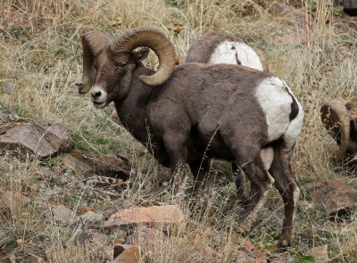 Rocky Mountain Bighorn Sheep 2018-11-27