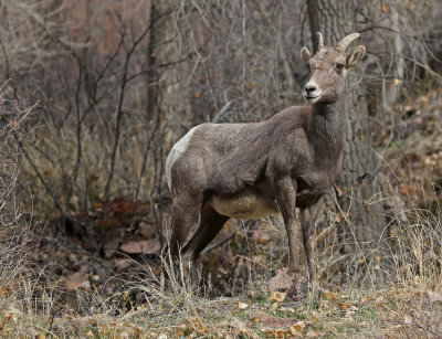 Rocky Mountain Bighorn Sheep 2018-11-27