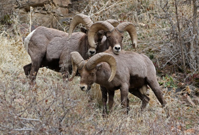 Rocky Mountain Bighorn Sheep 2018-11-27