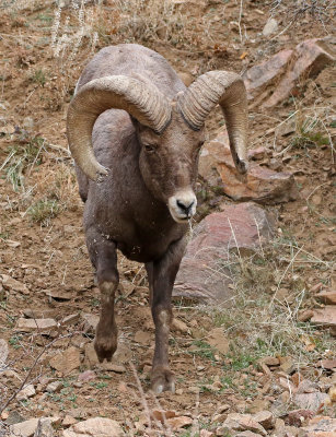 Rocky Mountain Bighorn Sheep 2018-11-27
