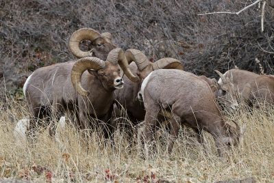 Rocky Mountain Bighorn Sheep 2018-11-27