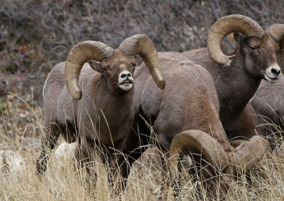 Rocky Mountain Bighorn Sheep 2018-11-27