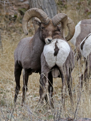 Rocky Mountain Bighorn Sheep 2018-11-27