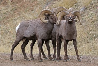 Rocky Mountain Bighorn Sheep 2018-11-27