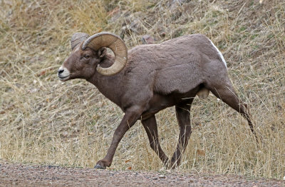 Rocky Mountain Bighorn Sheep 2018-11-27
