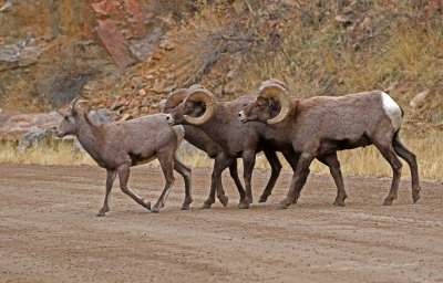 Rocky Mountain Bighorn Sheep 2018-11-27