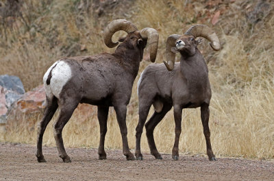 Rocky Mountain Bighorn Sheep 2018-11-27