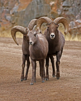 Rocky Mountain Bighorn Sheep 2018-11-27
