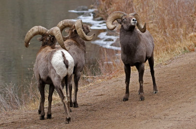Rocky Mountain Bighorn Sheep 2018-11-27