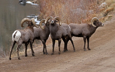 Rocky Mountain Bighorn Sheep 2018-11-27