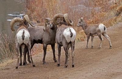 Rocky Mountain Bighorn Sheep 2018-11-27