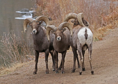 Rocky Mountain Bighorn Sheep 2018-11-27