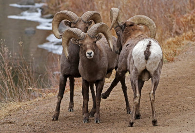 Rocky Mountain Bighorn Sheep 2018-11-27