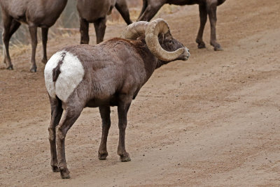 Rocky Mountain Bighorn Sheep 2018-11-27