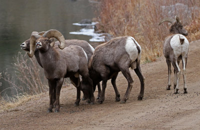 Rocky Mountain Bighorn Sheep 2018-11-27