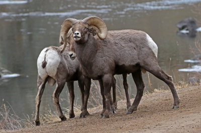 Rocky Mountain Bighorn Sheep 2018-11-27