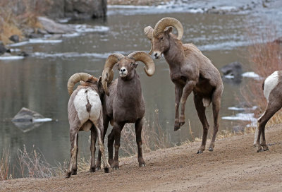 Rocky Mountain Bighorn Sheep 2018-11-27