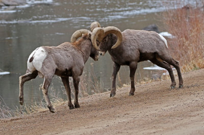 Rocky Mountain Bighorn Sheep 2018-11-27