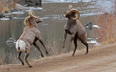 Rocky Mountain Bighorn Sheep 2018-11-27