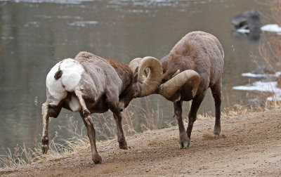 Rocky Mountain Bighorn Sheep 2018-11-27