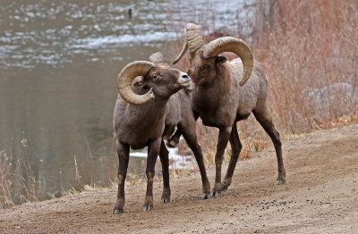Rocky Mountain Bighorn Sheep 2018-11-27