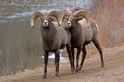 Rocky Mountain Bighorn Sheep 2018-11-27