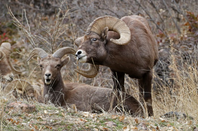 Rocky Mountain Bighorn Sheep 2018-11-27