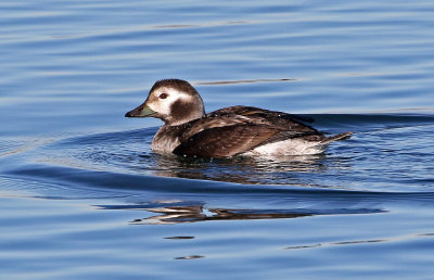 Long-tailed Duck 2018-12-23