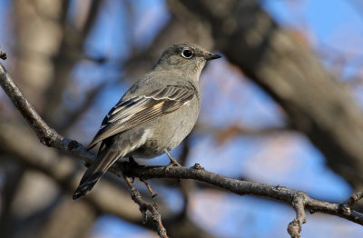 Townsend's Solitaire 2018-11-20