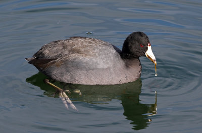 American Coot 2019-01-15