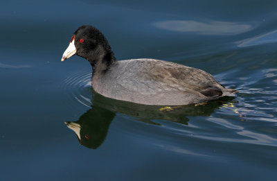 American Coot 2019-01-15