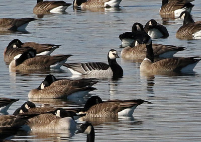 Barnacle Goose 2019-01-15
