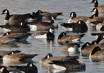 Barnacle Goose 2019-01-15
