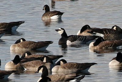 Barnacle Goose 2019-01-15