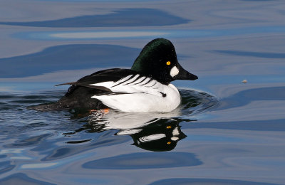 Common Goldeneye 2019-01-15