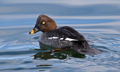 Common Goldeneye 2019-01-15