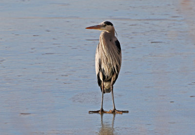 Great Blue Heron 2019-01-16