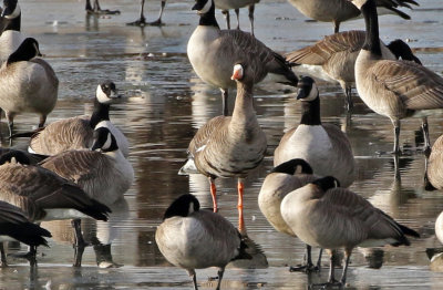 Greater White-fronted Goose 2019-01-16