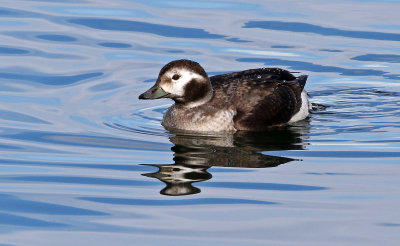 Long-tailed Duck 2019-01-15