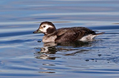 Long-tailed Duck 2019-01-15
