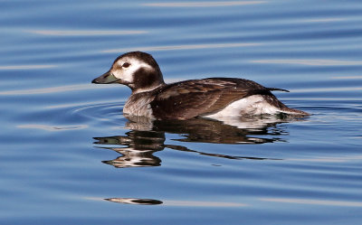 Long-tailed Duck 2019-01-15