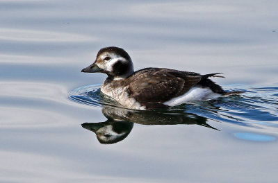 Long-tailed Duck 2019-01-15