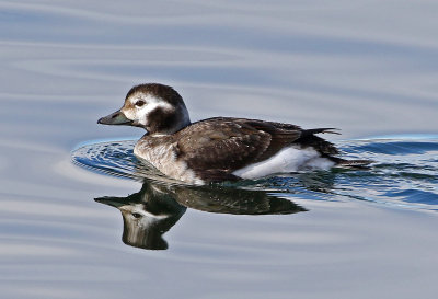 Long-tailed Duck 2019-01-15
