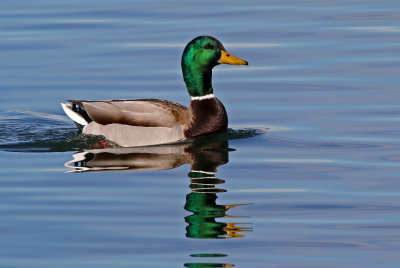 Mallard 2019-01-15
