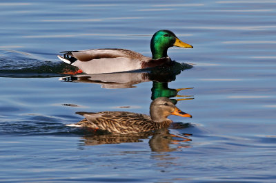 Mallard 2019-01-15
