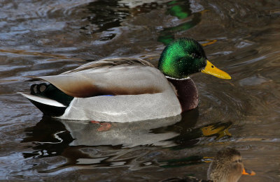 Mallard 2019-01-16