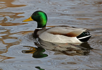 Mallard 2019-01-16