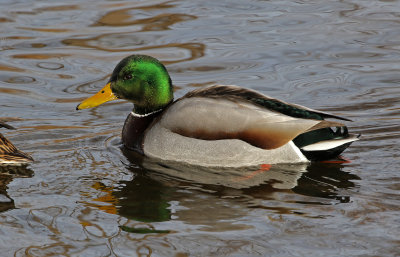 Mallard 2019-01-16